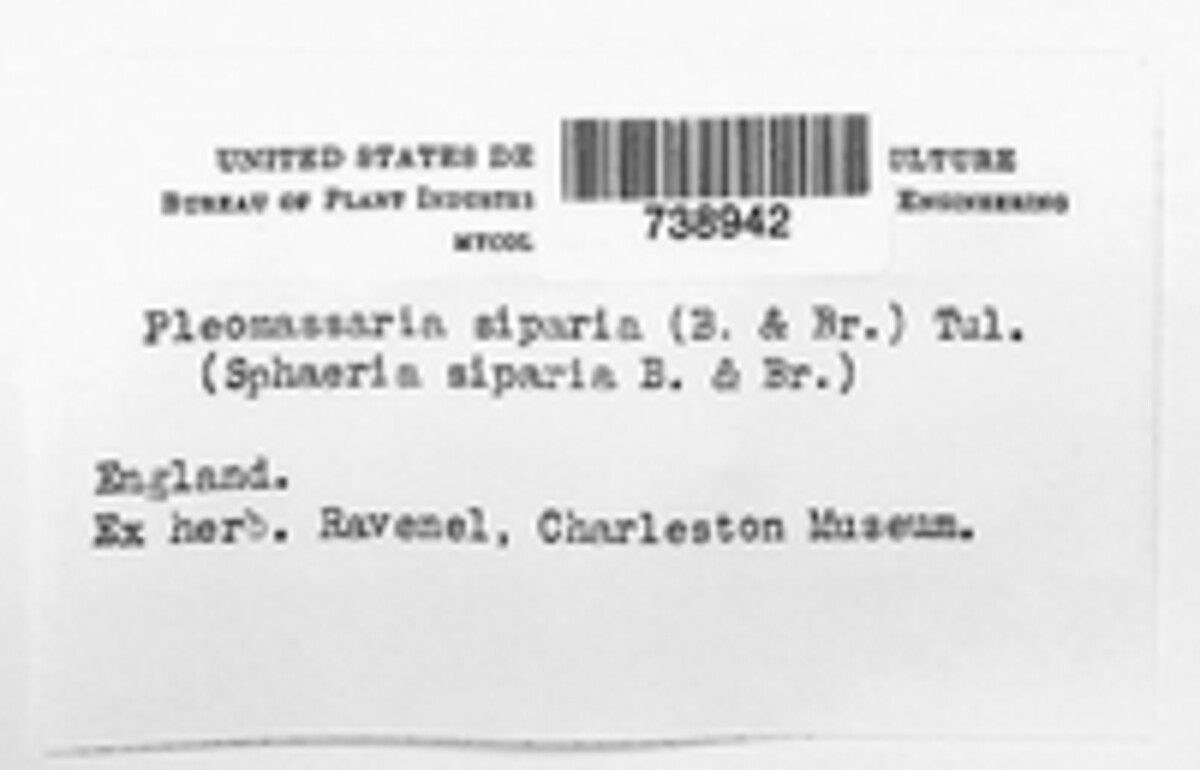 Pleomassaria siparia image